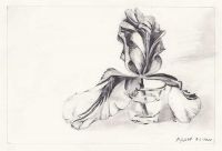 : Pencil drawing of a Tulip