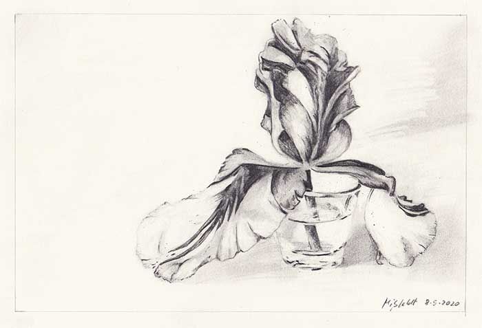 Pencil drawing of a Tulip