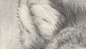 Wolf pencil drawing (Detail 1)