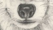 Wolf pencil drawing (Detail 3)