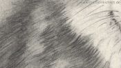 Wolf pencil drawing (Detail 4)