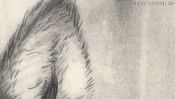 Wolf pencil drawing (Detail 5)