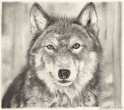 : Wolf pencil drawing
