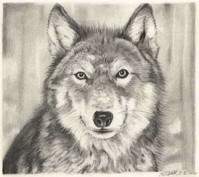 Wolf pencil drawing
