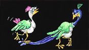 Peacocks, male and female