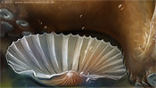 Venus-Shell (after Botticelli)