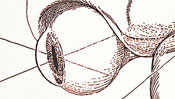 Cross-section of the eye
