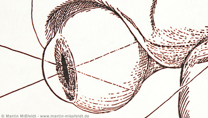 Cross-section of the eye