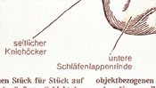 lateral knee hump - lower temporal lobe cortex