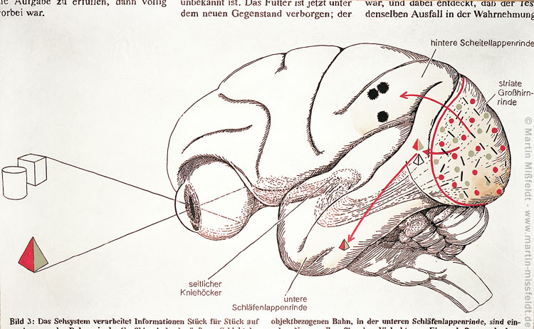 Visual way from eye to brain