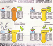 : Excitation-cascade-model