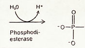 Phosphodiesterase