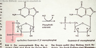 : Guanosin-5-monophosphat