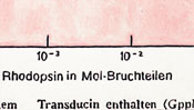 Rhodopsin in mol fractions - painted oil color