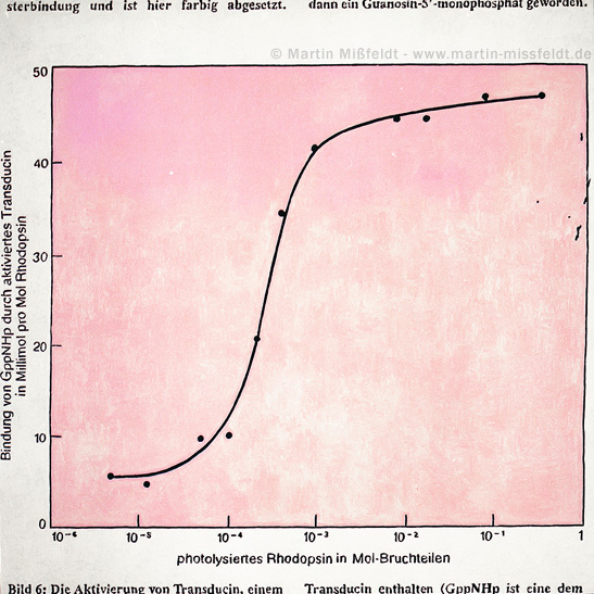 Photolyse of Rhodopsin