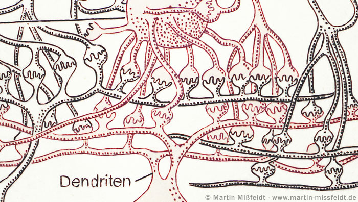 Dendrites - nerve cells