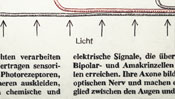 Light (schematic diagram)