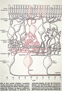 : Retina layers