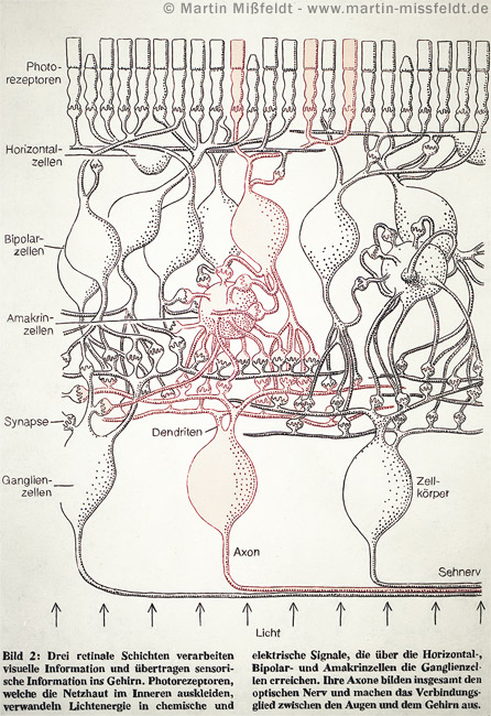 Retina layers