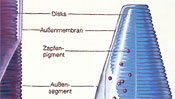 Cone pigment - discs