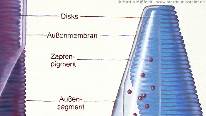 Cone pigment - discs