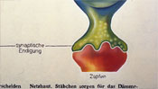 synaptic ending on cones