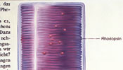 Rhodopsin in the rod cells of the retina