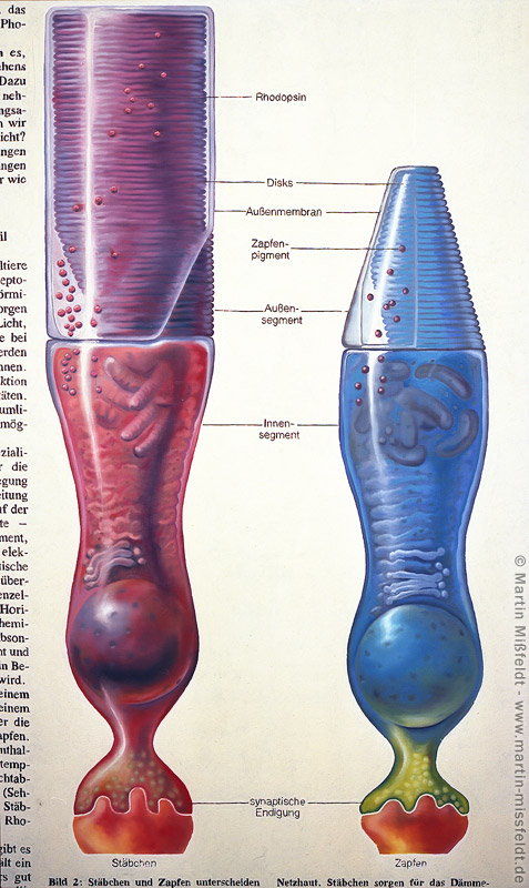 Retina: rods and cone