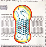 : Rhodopsin on Retina