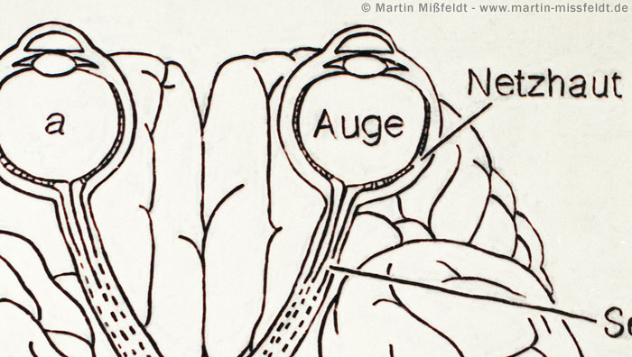 Schematic cross section through the brain