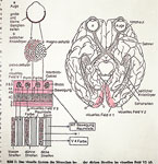 : See way in brain – offcut