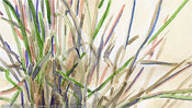 Grass