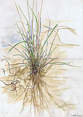 : Grass tufts