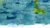 Giraffe swims in sea (Detail 3)