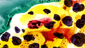Watercolor