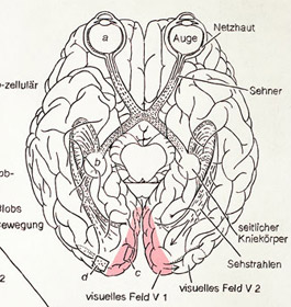 Human eyes and brain